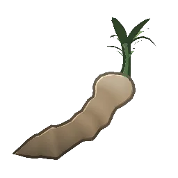 Sweet Root