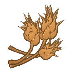 Wheat